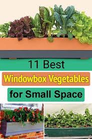 Here are other considerations to keep in mind: 12 Best Window Box Vegetables How To Make A Window Box Vegetable Garden Winter Vegetables Gardening Container Gardening Vegetables Winter Gardening Plants