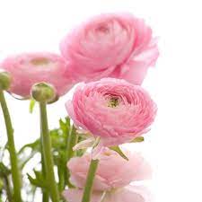 Ranunculus Flower No It S Not A Rose But It Is An Adorable Annual Flower Beautifulflowerslandscapes Bulb Flowers Annual Flowers Wholesale Flowers