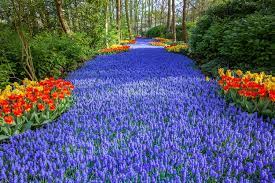 Flowers are one of the most beautiful creations of nature. Enjoy Over 7 Million Blooms In Holland S Largest Flower Garden
