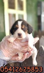 beagle satilik beagle
