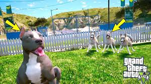 Yavru Pitbull 3 Yetiskin Sivas Kangaliyla Bogusuyor Gta 5 Youtube