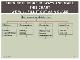 Animal Systems 11 26 Ppt Download