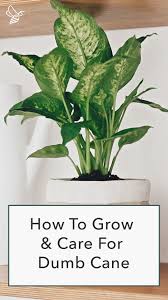 Dieffenbachia Dumb Cane Plant Care In 2020 Plant Care Houseplant House Plant Care Plant Care