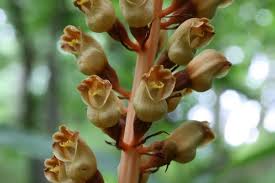 Image result for Gastrodia rwandensis