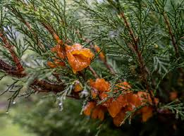 Image result for rez rzivost ostru%u017Einy