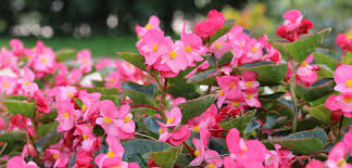 Image result for Begonia princeae