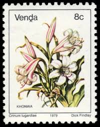 Image result for Crinum lugardiae