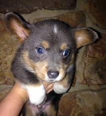 German shepherd puppies for sale. Welsh Corgi Pets And Animals For Sale Tennessee