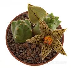 Image result for Piaranthus atrosanguineus