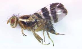 Image result for Rhagoletis completa