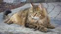 Siberian Cat Breed Profile | Petfinder