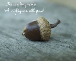 Tall/great oaks from little acorns grow definition: From Little Acorns Grow Mighty Oaks Crossroads Christian Church