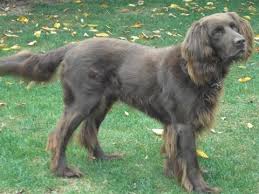 We did not find results for: German Longhaired Pointer Wikipedia