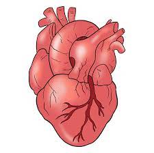 How To Draw A Human Heart Really Easy Drawing Tutorial Easy Drawings Human Heart Drawing Heart Drawing