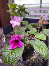 Image result for Streptocarpus leptopus