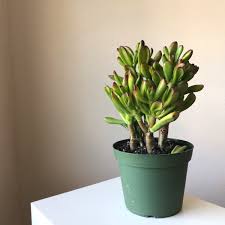 Image result for Crassula hobbit