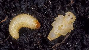 Pin Auf Garten