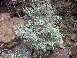 Image result for Memecylon torrei