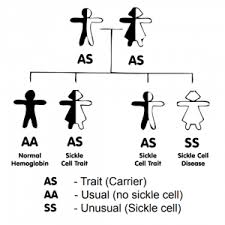 Inheritance Of Sickle Cell Anaemia Sickle Cell Society