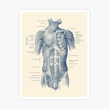 Groin is made of multiple ligaments muscles and tendons which fuse together in the pubic bone. Male Upper Body Muscular System Poster By Vaposters Redbubble