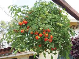 Check spelling or type a new query. A Cherry On Top Louisiana Gardener