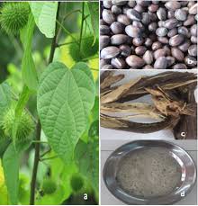 Image result for Hua gabonii