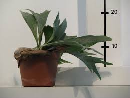 Image result for parožnatka Platycerium