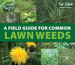 A Field Guide For Common Lawn Weeds Turf Care Supply