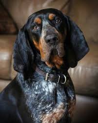 Black And Tan Coonhound For Sale In Sc Pin On Dogs And Puppies