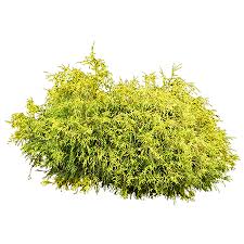What is good fertilizer for juniper bushes? A Cutout Juniper Bush To Put In Your Rendering These Plants Are Tough And They Know It Bushes Png Shrub Png Landscape Rendering