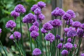 In this post, you'll learn when and how to pick chives for the biggest and best harvest. How To Grow Chives Planting Growing And Harvesting Chives Gardensall
