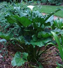 Image result for Zantedeschia aethiopica