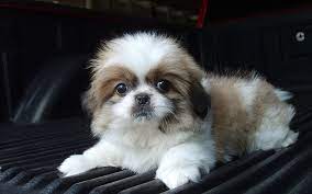Akc registration is available if mom and dad are both akc registered. Hd Wallpaper Brown And White Shih Tzu Puppy Baby Dog Down Fluffy Pets Wallpaper Flare