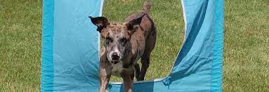 This is also a great theme for boy and girls sharing bedrooms. Register My Dog United Kennel Club Ukc