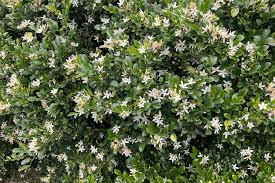Image result for Murraya paniculata