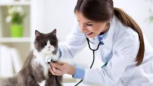 Ruyada Kedi Gormek Ne Anlama Gelir Falbahcem Com