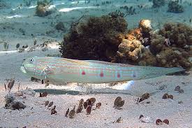 Image result for Glinus bainesii