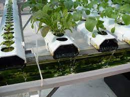 Large Scale Hydroponic Systems Benefits Of Building An Aquaponics System
