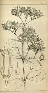 Image result for Usteria guineensis