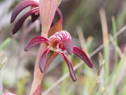 Image result for Pycreus nigricans