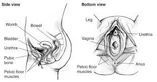 The female urethra is located immediately behind (posterior to) the pubic symphysis and is after passing through the urogenital diaphragm (as shown in the diagram), the female urethra ends at the. Side And Bottom Views Of The Female Urinary Tract Media Asset Niddk