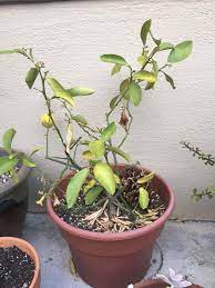We did not find results for: My Lemon Tree In Pot Has Curled Leaves Gardening Landscaping Stack Exchange