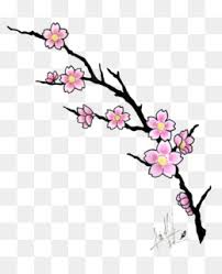 How to draw cherry blossoms. Cherry Blossom Drawing Png And Cherry Blossom Drawing Transparent Clipart Free Download Cleanpng Kisspng
