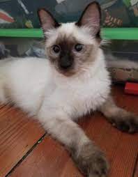 Livia Siamese Balinese Cat For Adoption In Philadelphia Pennsylvania Cat Adoption Balinese Cat Cats