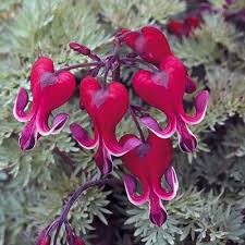 Bleeding Heart Flower Dicentra Spectabilis Care In 2020 Bleeding Heart Flower Shade Perennials Bleeding Heart Plant