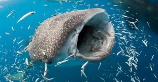Maybe you would like to learn more about one of these? 6 Spesies Ikan Terbesar Di Dunia Umpan