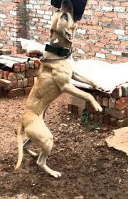 Wildside's dirty buckskin wildside's lady gade wildside's lady nightmare wildside's lady smith wildside's newt wildside's nigerino iii 1xw wildside's nightmoves. Pedigree Database Dvk S Pistol