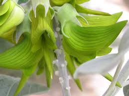 Image result for Crotalaria johnstonii