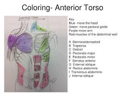 Showing 8 worksheets for human muscles coloring sheet. Muscles Of The Torso Ppt Download