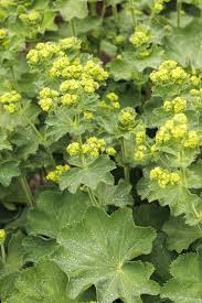 Image result for Alchemilla kiwuensis